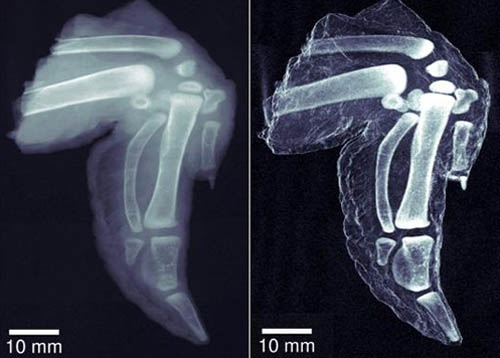 Image d'une aile de poulet produite avec la méthode traditionnelle de rayons X à transmission (à gauche). Les structures des parties molles et des os sont clairement visibles dans l'image en champ sombre (à droite).