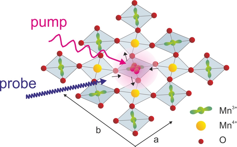 Prinzip des beschriebenen Experiments: Anfangs treten die Manganatome von Pr0.5Ca0.5MnO3 in drei verschiedenen Zuständen auf, die verschiedenen Elektronenzuständen – Orbitalen – entsprechen (kugelförmig in Gelb dargestellt oder hantelförmig mit zwei verschiedenen Ausrichtungen in Grün). Ein Laserpuls (pump) regt die Elektronen an. Ein Röntgenlaserpuls (probe) untersucht die jeweiligen Zustände.