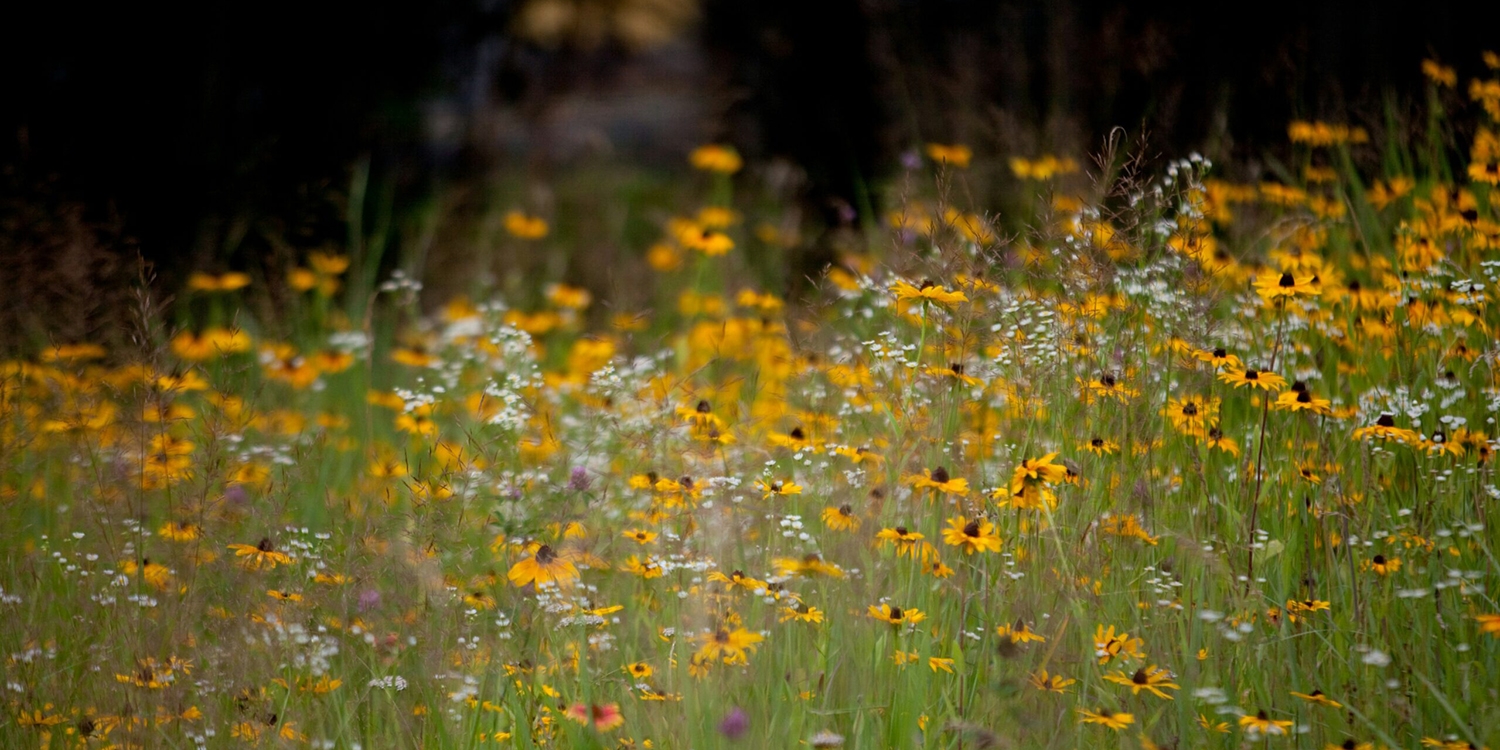 Champ de fleurs