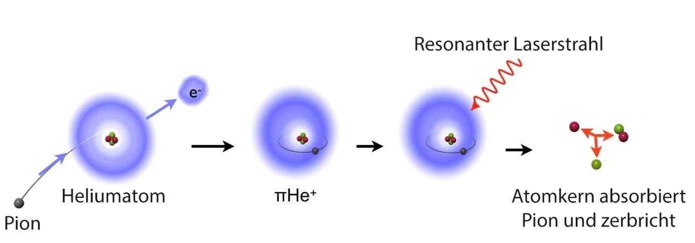Von links nach rechts: Ein Pion (π) trifft auf ein Heliumatom und ersetzt eines seiner beiden Elektronen. Das Ergebnis ist ein pionisches Heliumatom (πHe+), in dem das Pion in bestimmten Quantenzuständen tausendmal länger lebt als in anderen Arten von pionischen Atomen. Der entscheidende Punkt im Experiment war der Nachweis der Existenz eines solchen Atoms. Für diesen Beweis veranlasst ein resonanter Laserstrahl das Pion, von seiner Quantenbahn