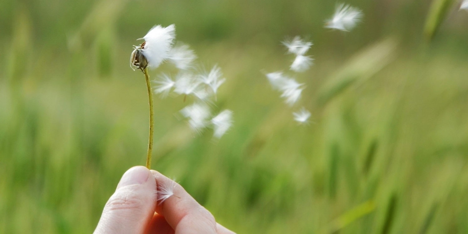 Wollgrass in der Hand